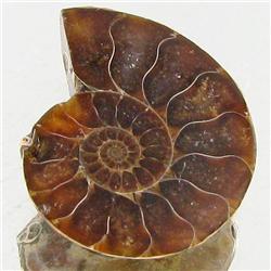 7.67ct Opalized Prehistor Ammonite Jewelry Half (GEM-30510)