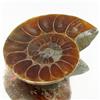 22.97ct Opalized Prehistor Ammonite Jewelry Half (GEM-30487)