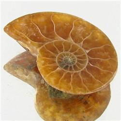 8.92ct Opalized Prehistor Ammonite Jewelry Half (GEM-30411)