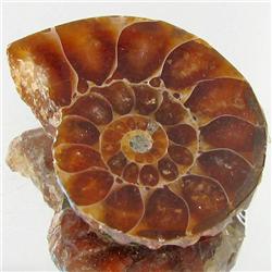 12.69ct Opalized Prehistor Ammonite Jewelry Half (GEM-30427)