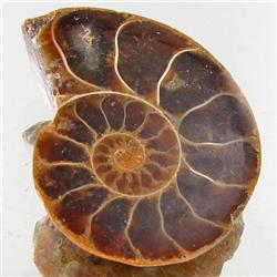 28.88ct Opalized Prehistor Ammonite Jewelry Half (GEM-31861)
