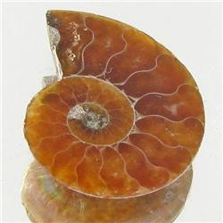 8.05ct Opalized Prehistor Ammonite Jewelry Half (GEM-30441)