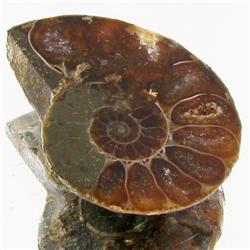 11.53ct Opalized Prehistor Ammonite Jewelry Half (GEM-30395)