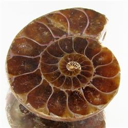 37.36ct Opalized Prehistor Ammonite Jewelry Half (GEM-30369)