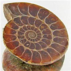 16.49ct Opalized Prehistor Ammonite Jewelry Half (GEM-30508)