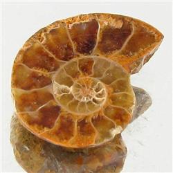 5.61ct Opalized Prehistor Ammonite Jewelry Half (GEM-30436)