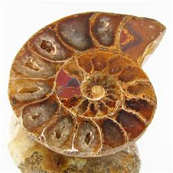 25.00ct Opalized Prehistor Ammonite Jewelry Half (GEM-30364)