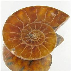 17.48ct Opalized Prehistor Ammonite Jewelry Half (GEM-30440)