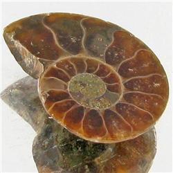6.27ct Opalized Prehistor Ammonite Jewelry Half (GEM-30503)