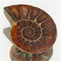 8.10ct Opalized Prehistor Ammonite Jewelry Half (GEM-30471)