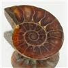 8.10ct Opalized Prehistor Ammonite Jewelry Half (GEM-30471)