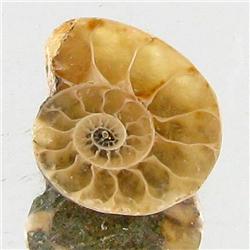 2.85ct Opalized Prehistor Ammonite Jewelry Half (GEM-30445)