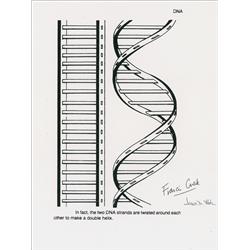 DNA: Watson and Crick