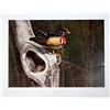 Image 2 : Lot of 10 prints consisting of: A) "Blind at  Walker's Pond" by R.J. McDonald. Image size  approx 26