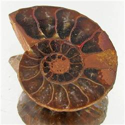 21.43ct Opalized Prehistor Ammonite Jewelry Half (GEM-31860)