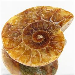 23.57ct Opalized Prehistor Ammonite Jewelry Half (GEM-30363)