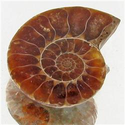 7.47ct Opalized Prehistor Ammonite Jewelry Half (GEM-30442)