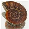 18.35ct Opalized Prehistor Ammonite Jewelry Half (GEM-30459)