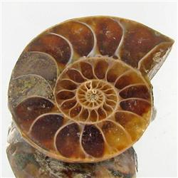 21.74ct Opalized Prehistor Ammonite Jewelry Half (GEM-30414)