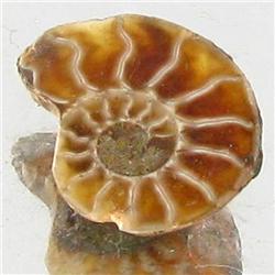 1.55ct Opalized Prehistor Ammonite Jewelry Half (GEM-30501)