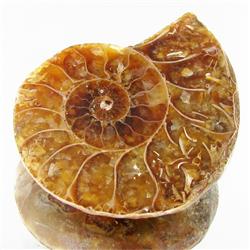 28.56ct Opalized Prehistor Ammonite Jewelry Half (GEM-30358)