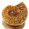 28.56ct Opalized Prehistor Ammonite Jewelry Half (GEM-30358)