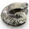 Image 1 : 375ct Fire Polished Fossilized Ammonite Whole (MIN-000020)