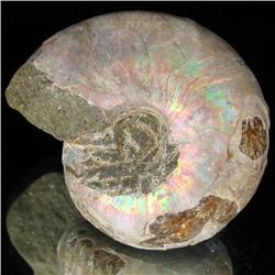 150ct Opalized Ammonite Full Uncut (MIN-000258)