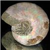 Image 1 : 150ct Opalized Ammonite Full Uncut (MIN-000258)