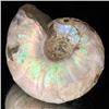 Image 2 : 150ct Opalized Ammonite Full Uncut (MIN-000258)