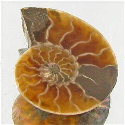 6.01ct Opalized Prehistor Ammonite Jewelry Half (GEM-30452)