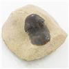 Image 1 : 1020ct Fossilized Tribolite On Base Material (MIN-000235)