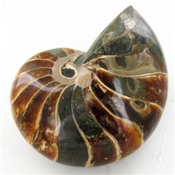 3510ct Whole Crystalized Ammonite (MIN-000032)