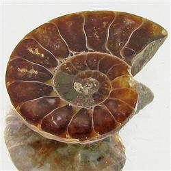 7.72ct Opalized Prehistor Ammonite Jewelry Half (GEM-30425)