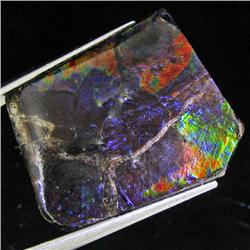 17.30ct Rare Glowing Multi-color Ammonite Triplet (GEM-31992)