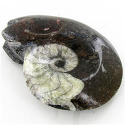 355ct Fire Polished Fossilized Ammonite Whole (MIN-000023)