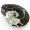 Image 1 : 355ct Fire Polished Fossilized Ammonite Whole (MIN-000023)