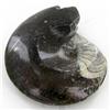 Image 2 : 355ct Fire Polished Fossilized Ammonite Whole (MIN-000023)