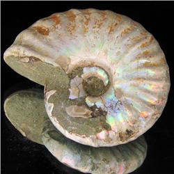 200ct Opalized Ammonite Full Uncut (MIN-000265)