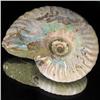 Image 1 : 235ct Opalized Ammonite Full Uncut (MIN-000263)