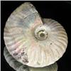 Image 2 : 235ct Opalized Ammonite Full Uncut (MIN-000263)