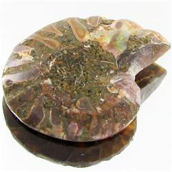 19.05ct Opalized Prehistoric Ammonite  (GEM-31277)