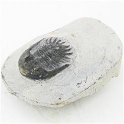 1155ct Fossilized Tribolite On Base Material (MIN-000221)