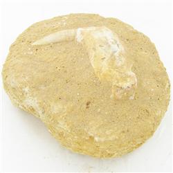 2505ct Fossilized Dinosaur Tooth (MIN-000227)