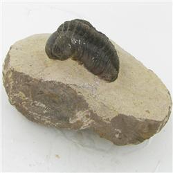 2685ct Fossilized Tribolite On Base Material (MIN-000232)