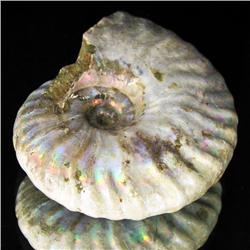 130ct Opalized Ammonite Full Uncut (MIN-000246)