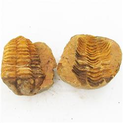 440ct Natural Tribolite Fossil Uncleaned In Nodule (MIN-000208)