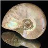 Image 2 : 65ct Opalized Ammonite Full Uncut (MIN-000254)