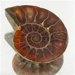 15.99ct Opalized Prehistor Ammonite Jewelry Half (GEM-30453)