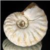 Image 2 : 115ct Opalized Ammonite Full Uncut (MIN-000257)